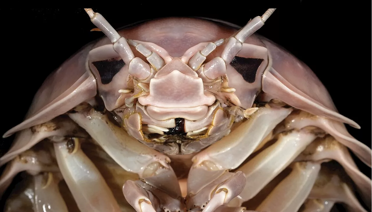 Un Nouveau `Bathynomus` baptisé en l'honneur de Dark Vador