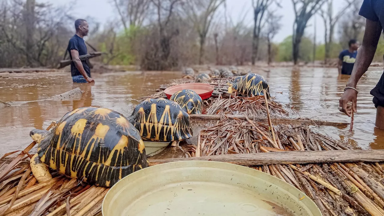 Thousands of endangered tortoises are rescued in Madagascar after their sanctuary is flooded