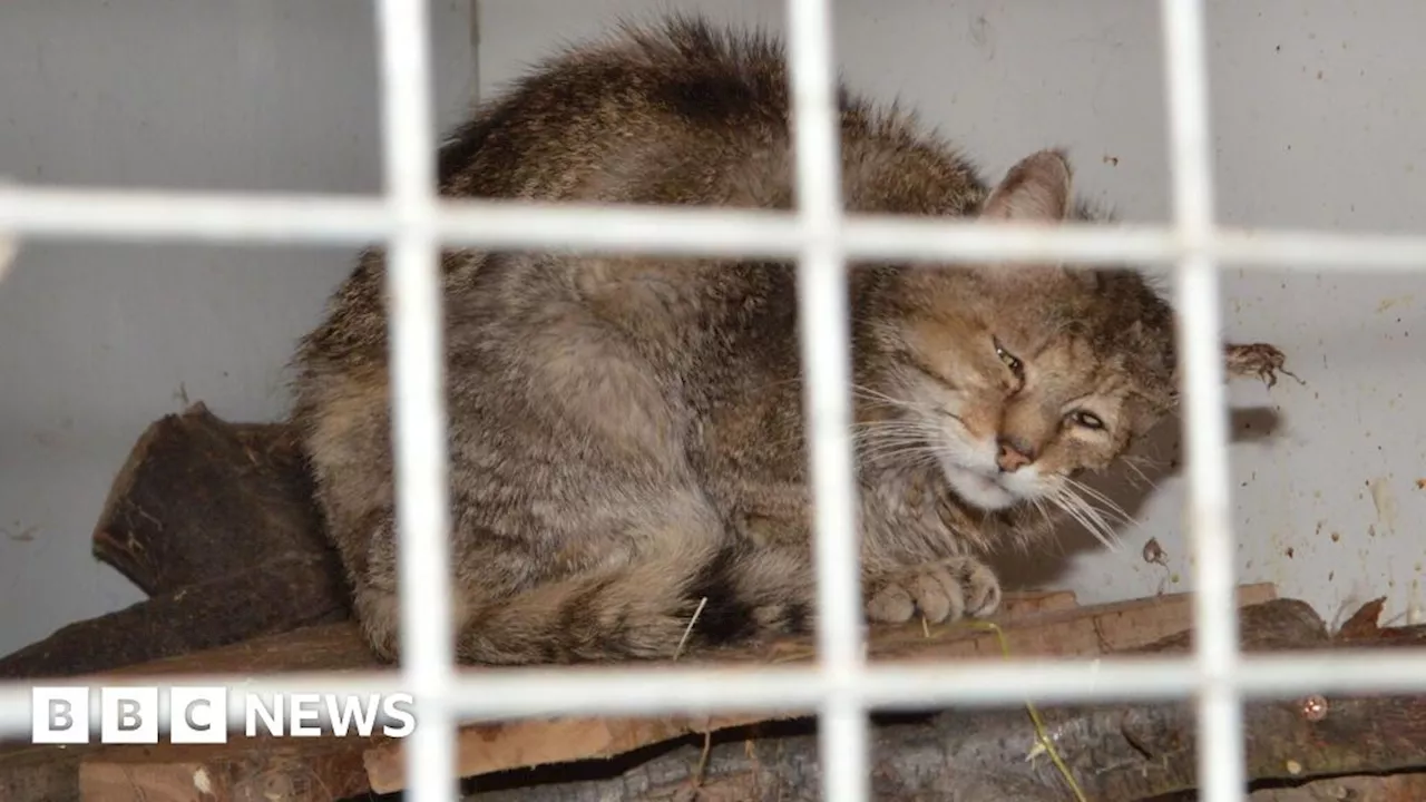 Big Cat Sanctuary Owner Banned From Keeping Animals for Five Years