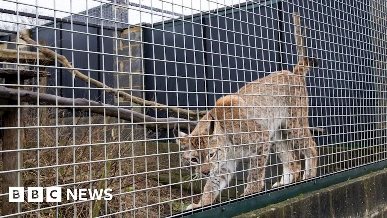 Eurasian Lynx Finds New Home After Animal Sanctuary Closure