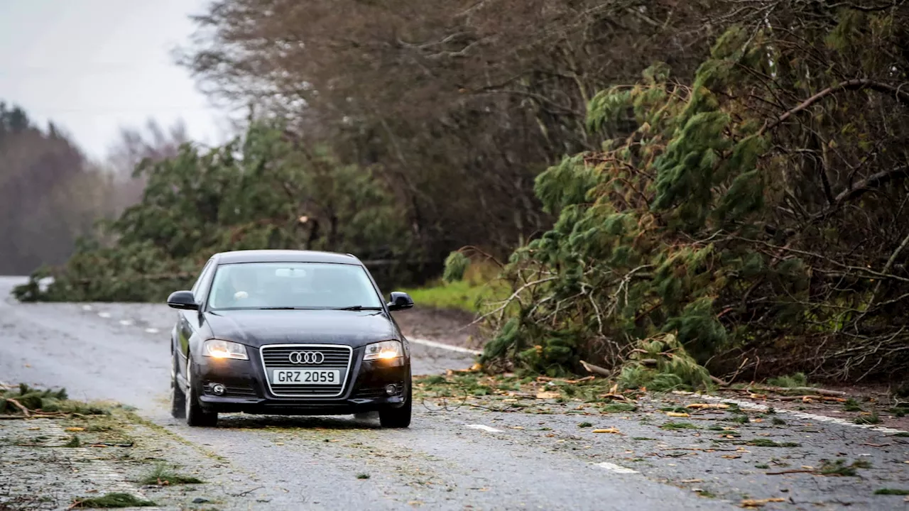 Un homme tué par la chute d'un arbre lors de la tempête Éowyn en Irlande