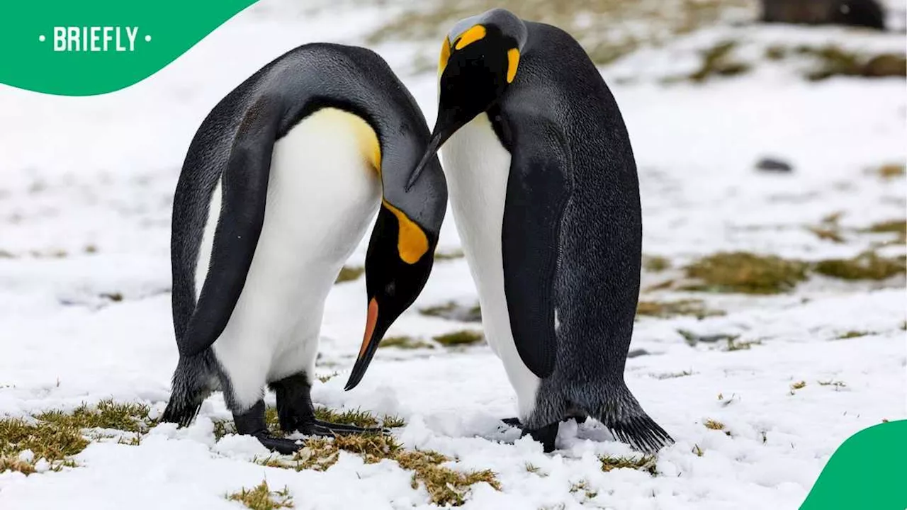 Penguin Love Lives Exposed: Study Reveals Shockingly High Divorce Rate