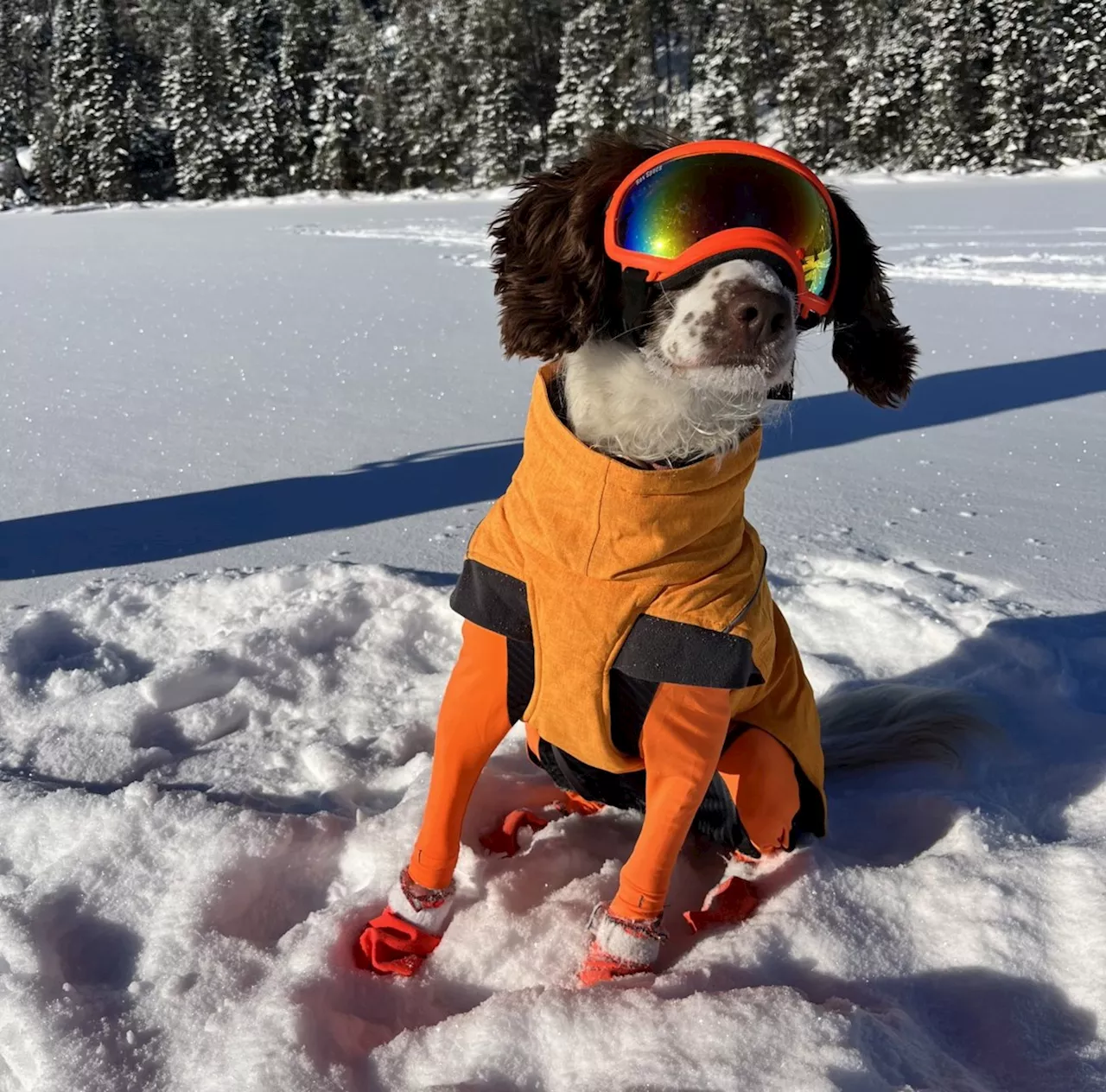 Springer Spaniel Poppy Detects Submerged Oil Spill Under Ice