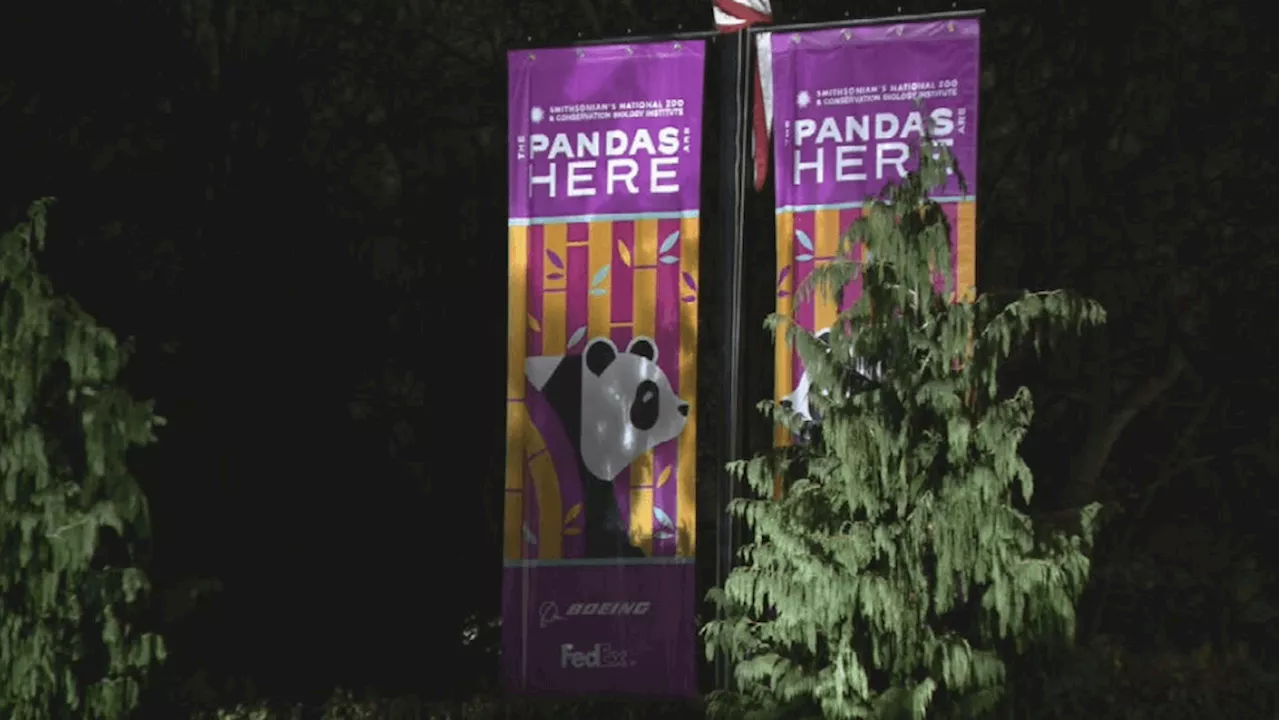 Smithsonian National Zoo Welcomes New Giant Pandas, Bao Li and Qing Bao