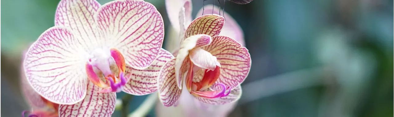 Orchideenblüte, Taschenlampen-Abenteuer & Hochzeitsmesse - Das Programm im Februar in der Biosphäre Potsdam