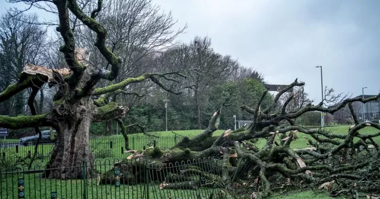 Iconic Scots Tree Falls Victim to Storm Eowyn