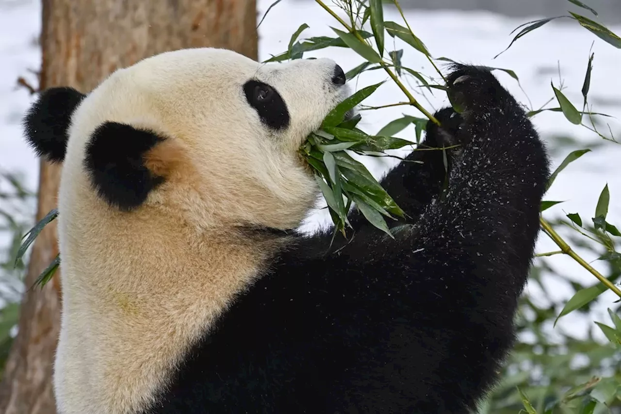 Panda Debut at Washington National Zoo