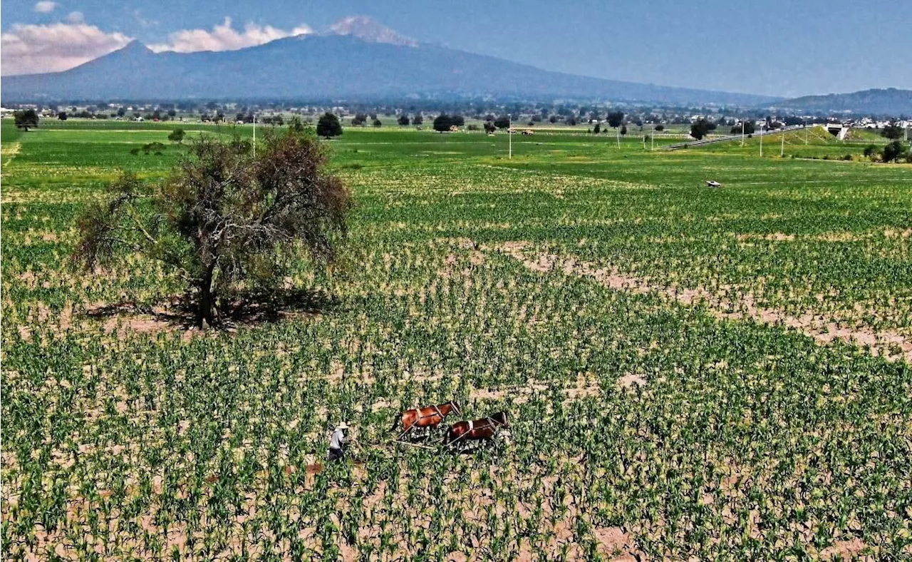 Grano modificado aseguraría estabilidad en precios de productos: Grupo Consultor de Mercados Agrícolas