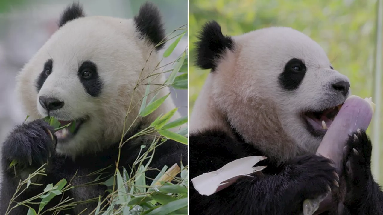 Washington, D.C.'s Panda Drought Ends With Public Debut of Bao Li and Qing Bao