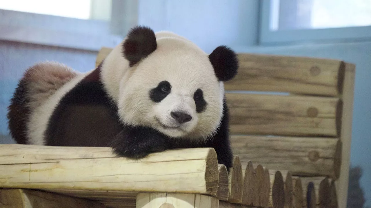 Washington, D.C.'s Newest Pandas Make Public Debut