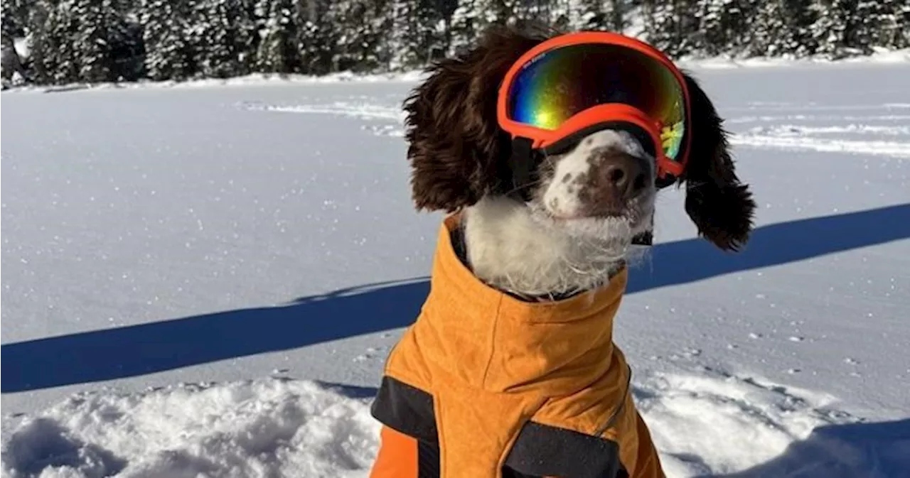 Meet Poppy, an oil spill-sniffing springer spaniel and a scientific trailblazer