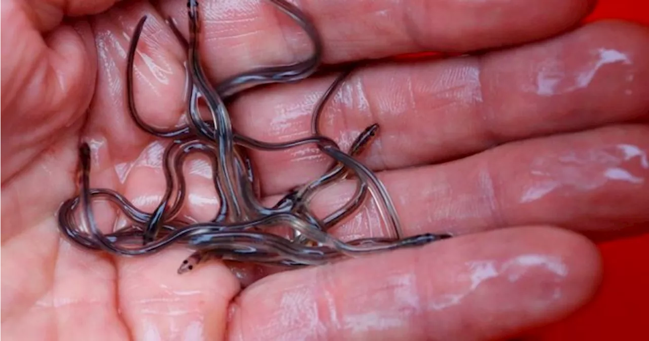 Ottawa scraps elver fishery quota redistribution plan after backlash