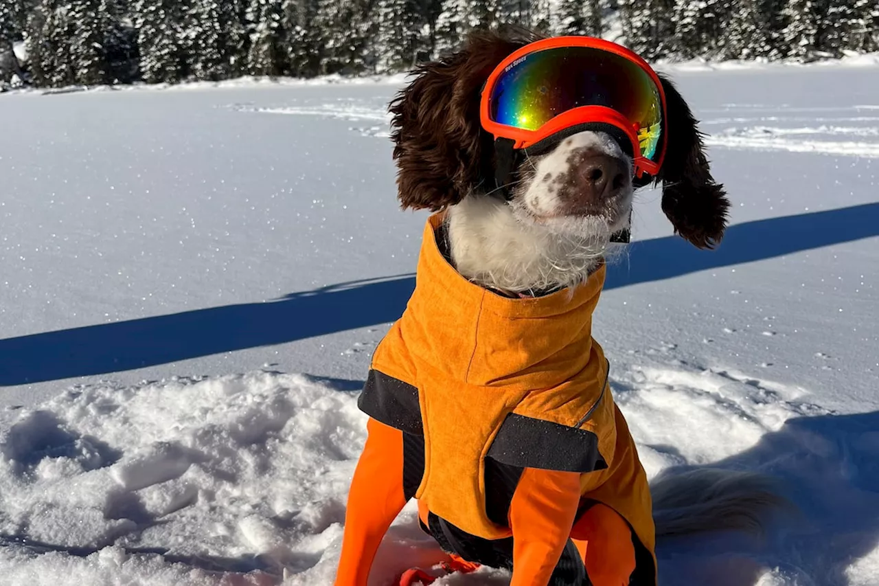 Meet Poppy, an oil spill-sniffing dog and a scientific trailblazer