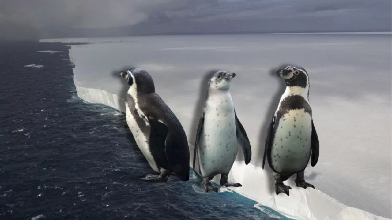 Un iceberg gigante amenaza la isla de Georgia del Sur