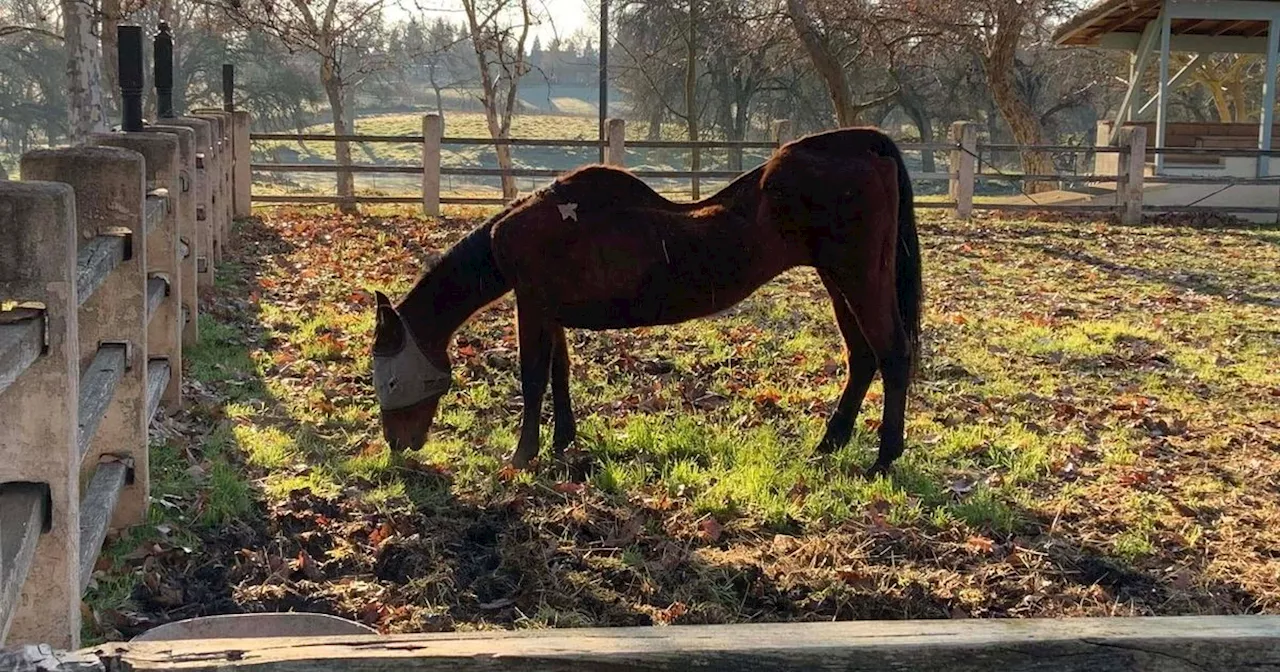 Woman Arrested After 27 Deceased Horses Found On Her Properties