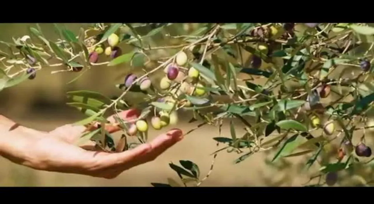 Mediterranean Melodies: Un Viaggio nella Sapienza della Dieta Mediterranea