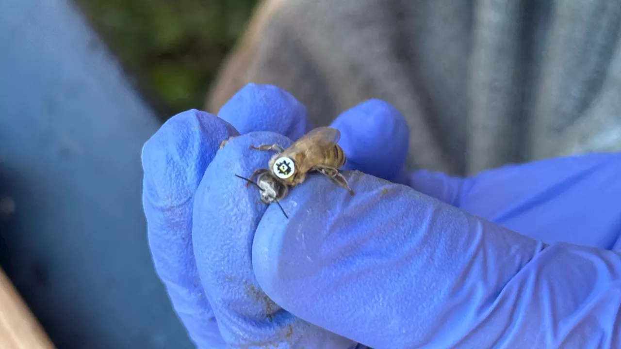 Honey Bees Equipped with QR Codes Reveal Secrets of Foraging Behavior