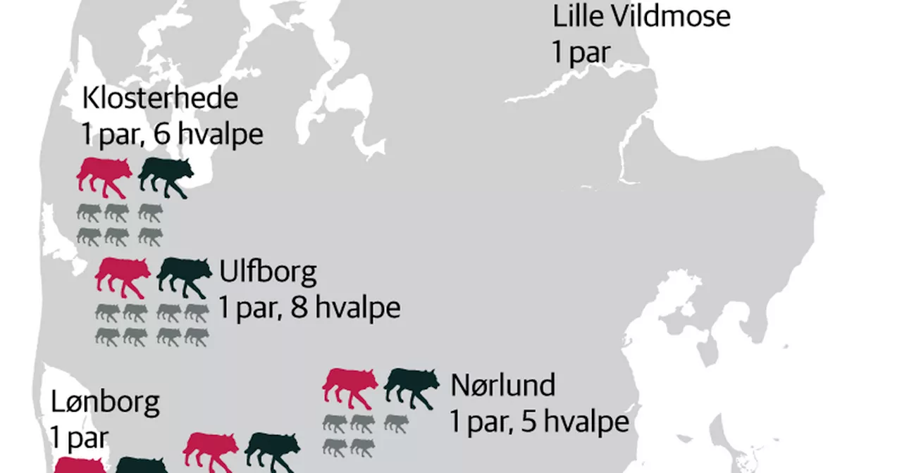 Hun så selv ulven i øjnene – nu spejder hun efter »gule øjne« i mørket