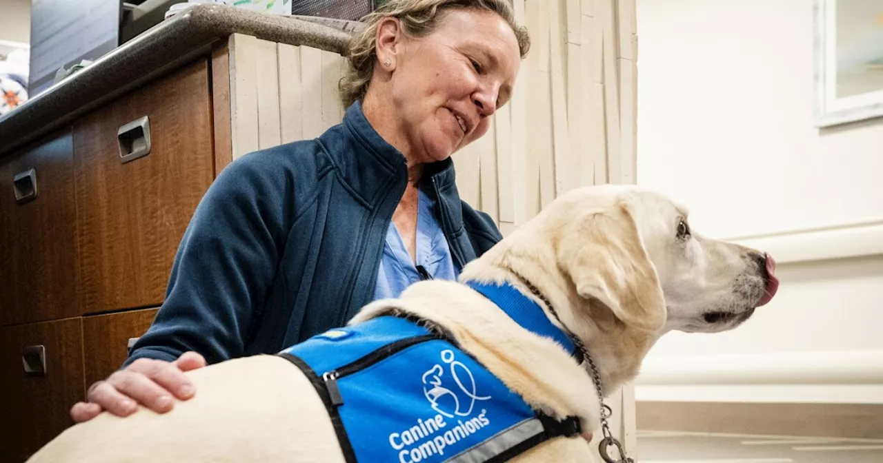 Therapy Dogs Help Hospital Staff Cope With Stress and Trauma