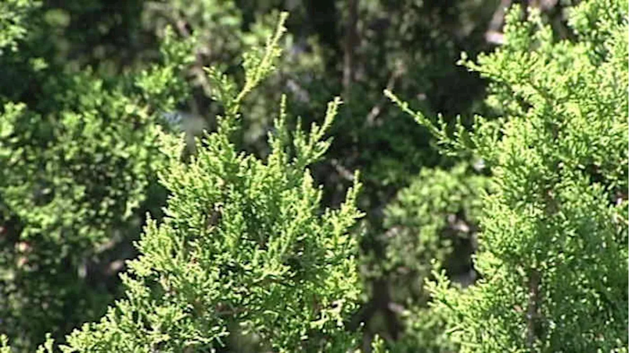 San Antonio is having its lowest mountain cedar season on record, but environmental stress is up