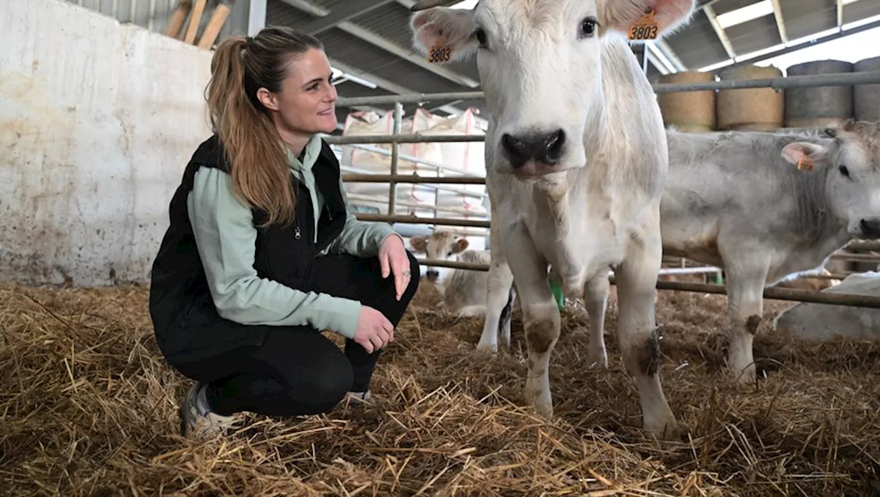 'Elle est belle, agréable à regarder' : jeune éleveuse, Julie Boer valorise la vache mirandaise, autrefois men