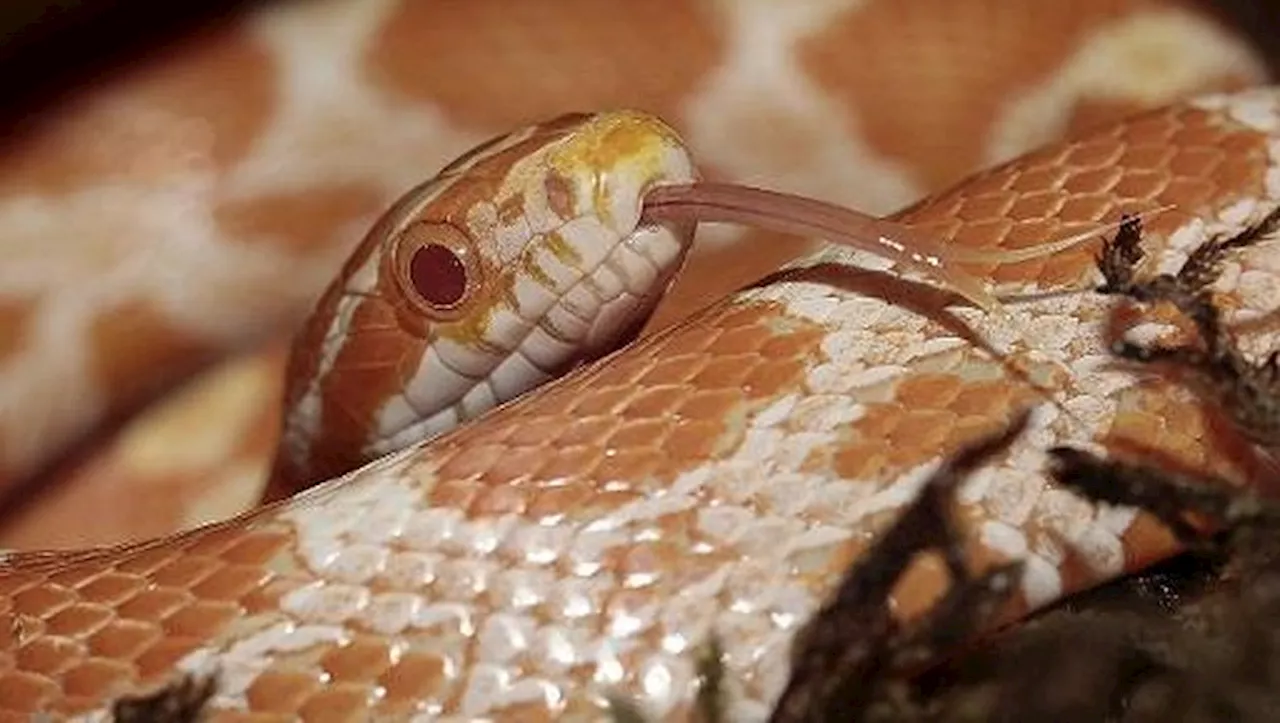 Panik dans un supermarché Auchan de Calais après la découverte d'un serpent