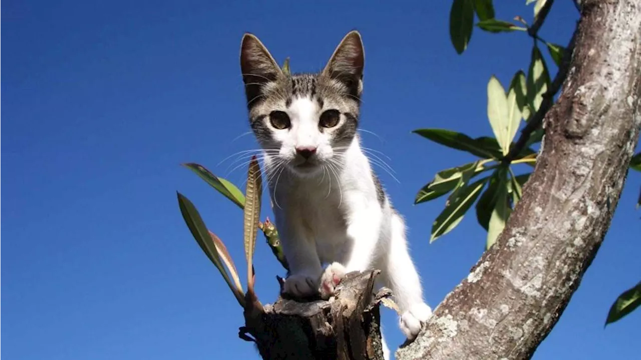 Retrouvailles poignantes: Un chat retrouvé après 15 ans décède peu après