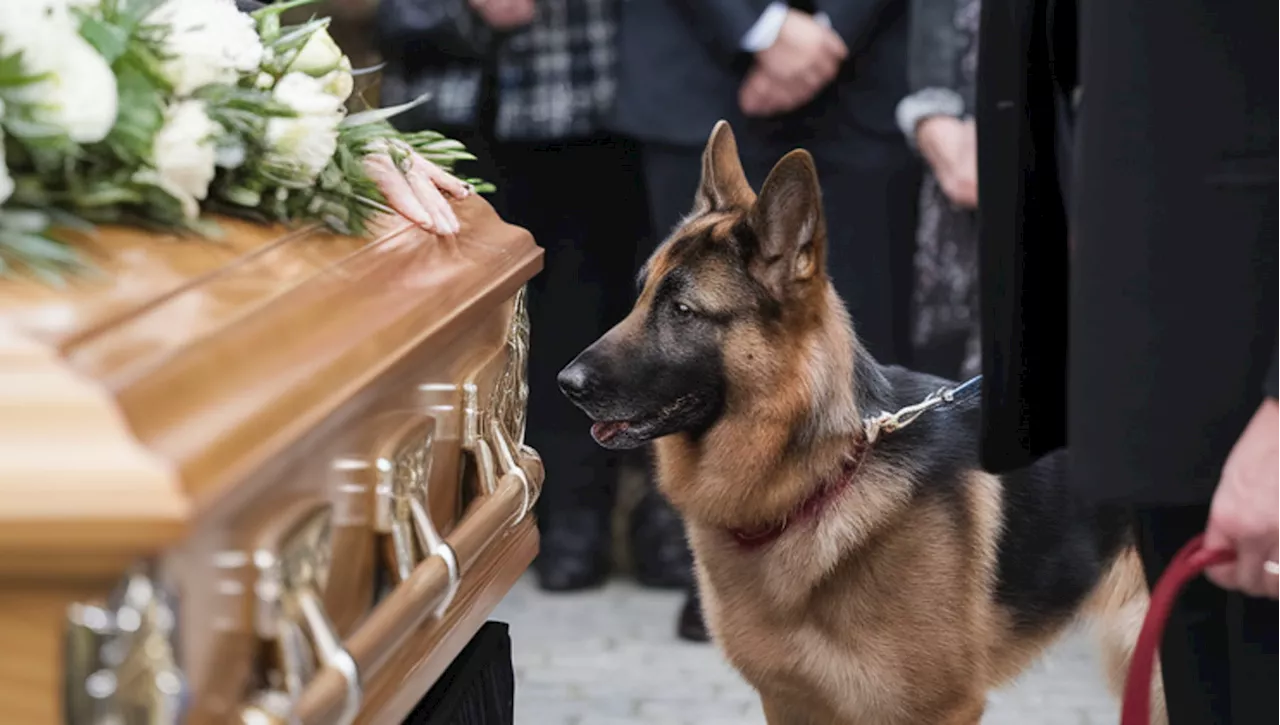 Leone il Pastore Tedesco saluta l'ultimo amico al funerale