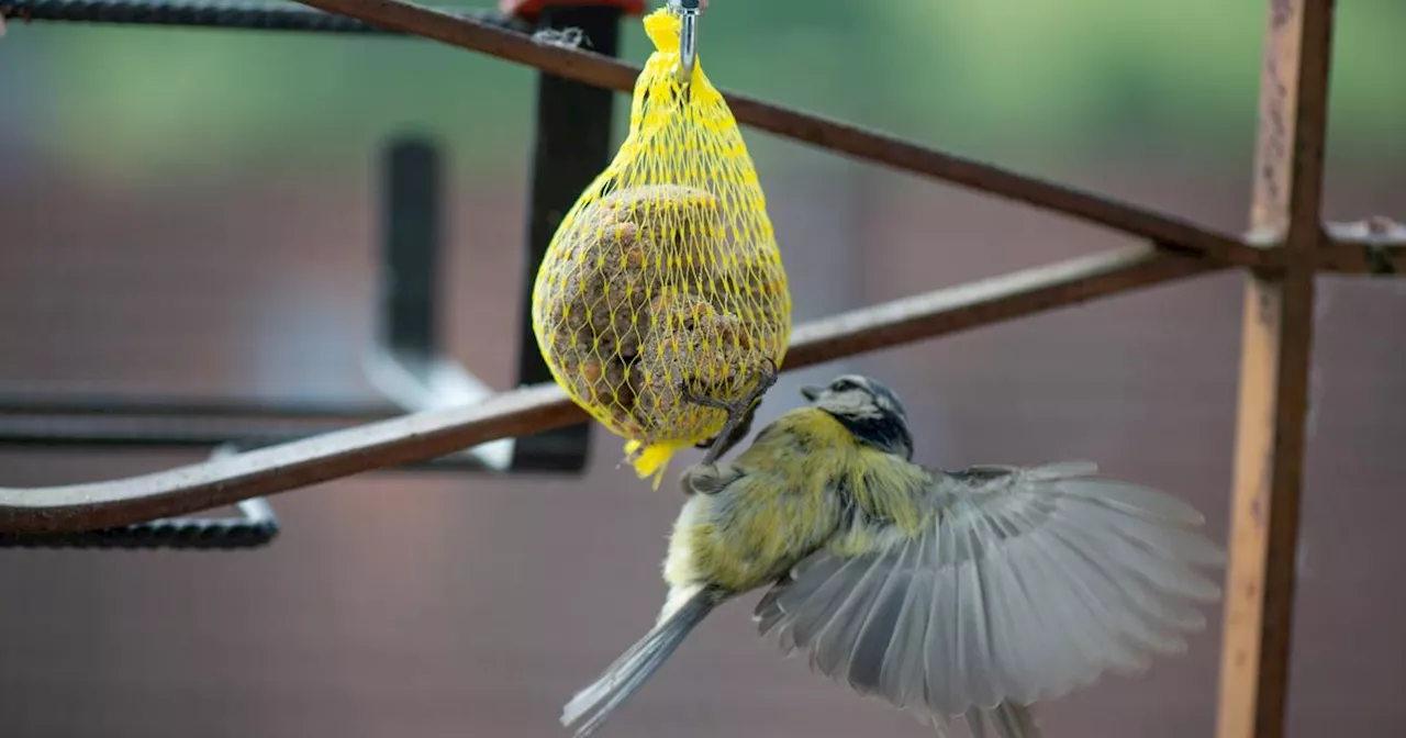 Les Filets de Boules de Graisse : Un Dange pour les Oiseaux en Hiver