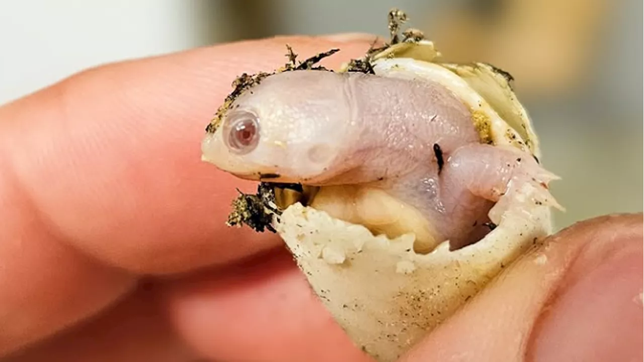 Naissance Exceptionnelle d'une Tortue Géante des Galapagos Albinos en France