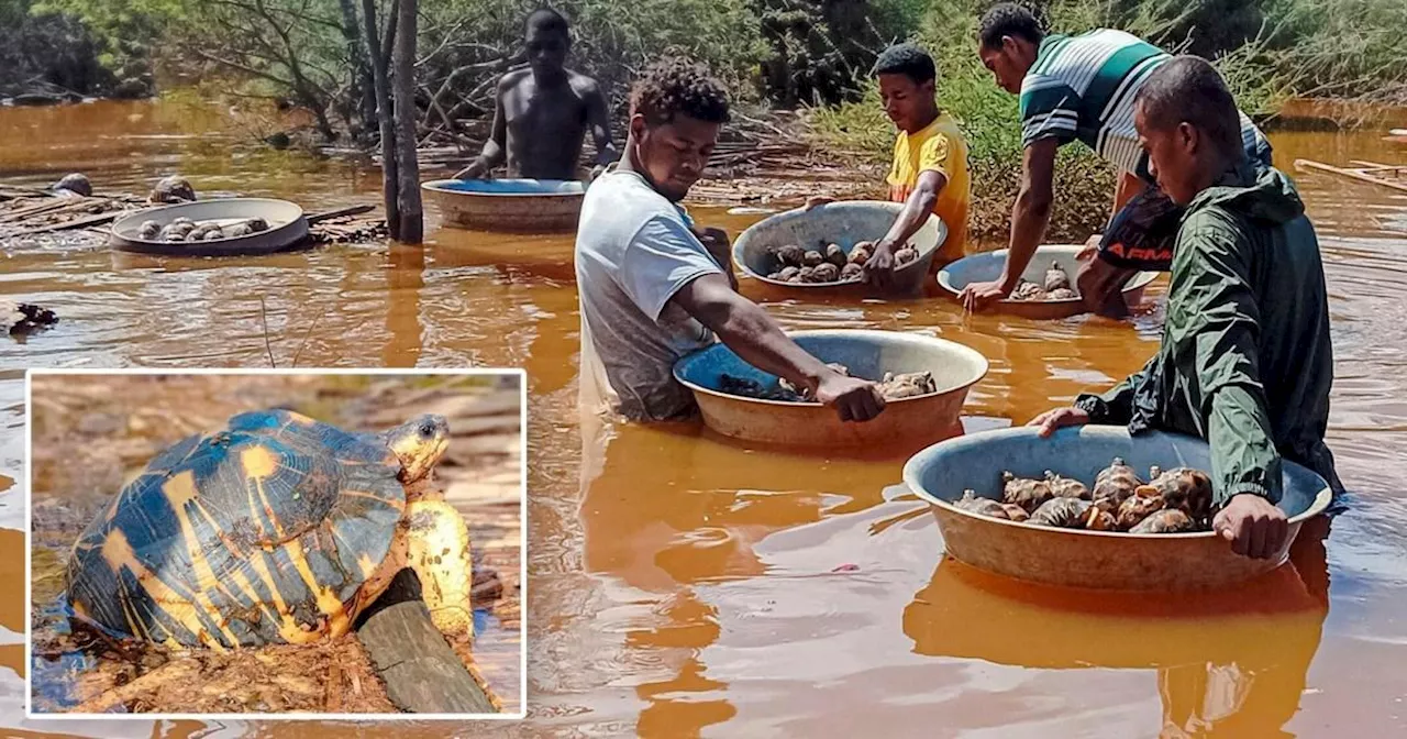 Thousands of tortoises rescued after sanctuary floods