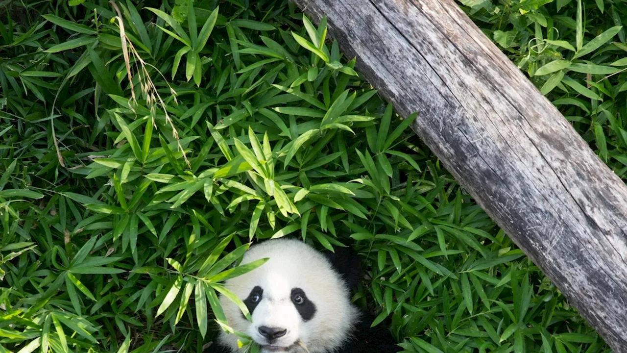 Pandas are back in D.C.—what’s the latest on their future?