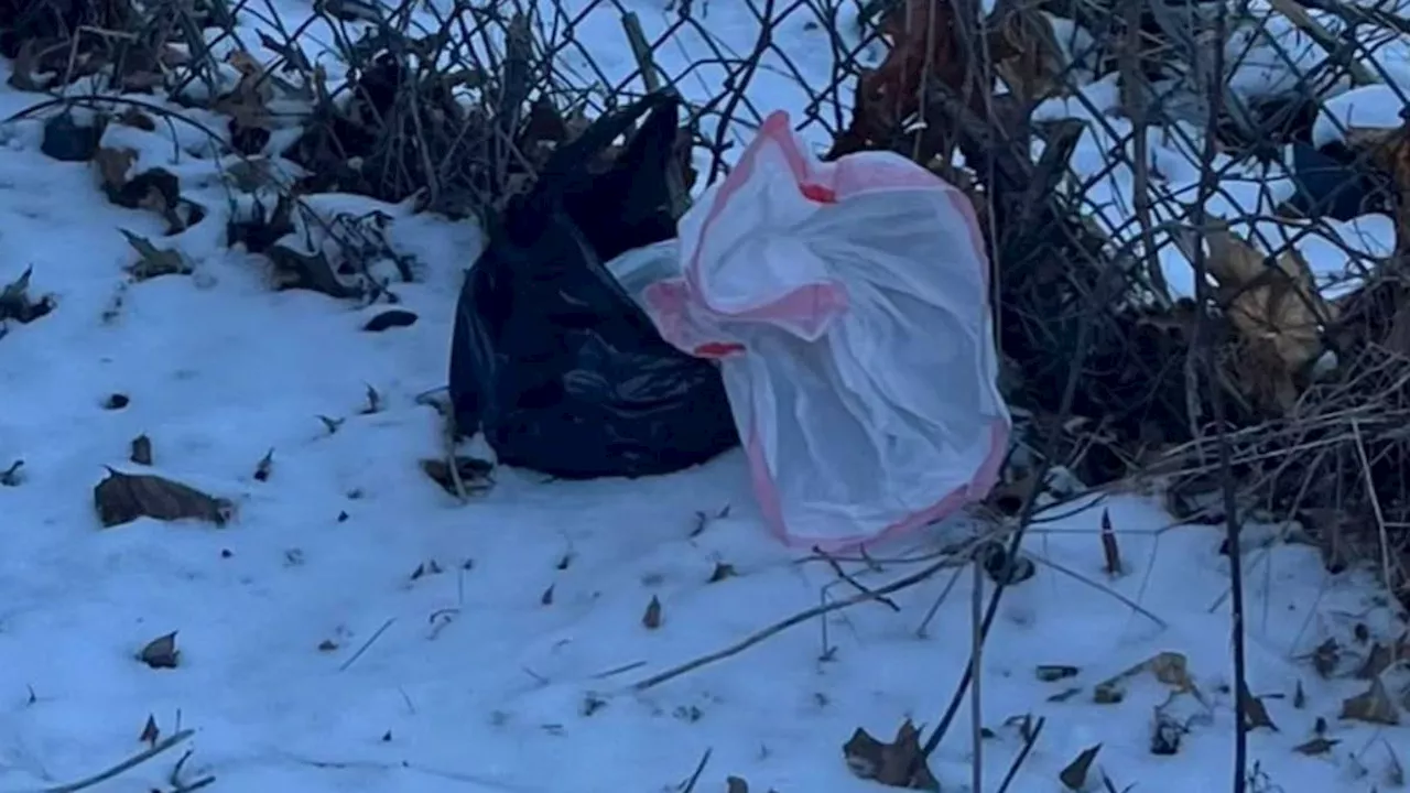 Three Newborn Puppies Found Frozen to Death in Bags in Bridgeport