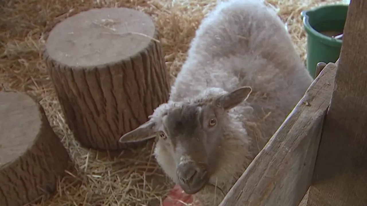 Elmwood Park Zoo working to keep animals warm during freezing temperatures