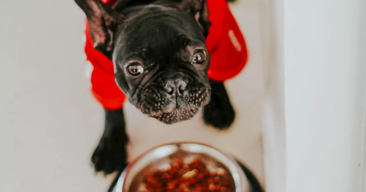 Köpeğinizin Yemek Isteksizliği Nedenleri