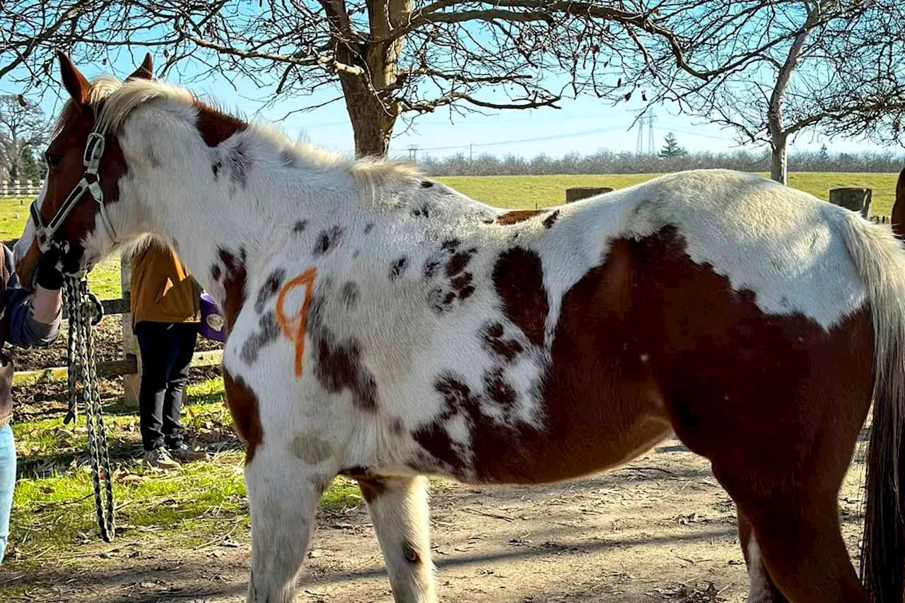 27 Dead Horses Found at California Properties, Woman Arrested