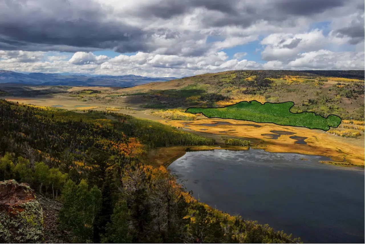 World's Oldest Living Organism, Pando, Faces Extinction Threats