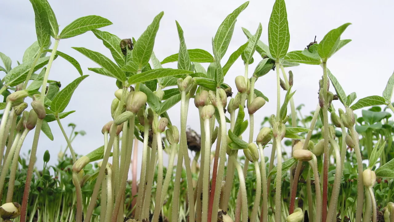 Frühzeitige Planung für den Gemüsegarten: Tipps von Natur im Garten