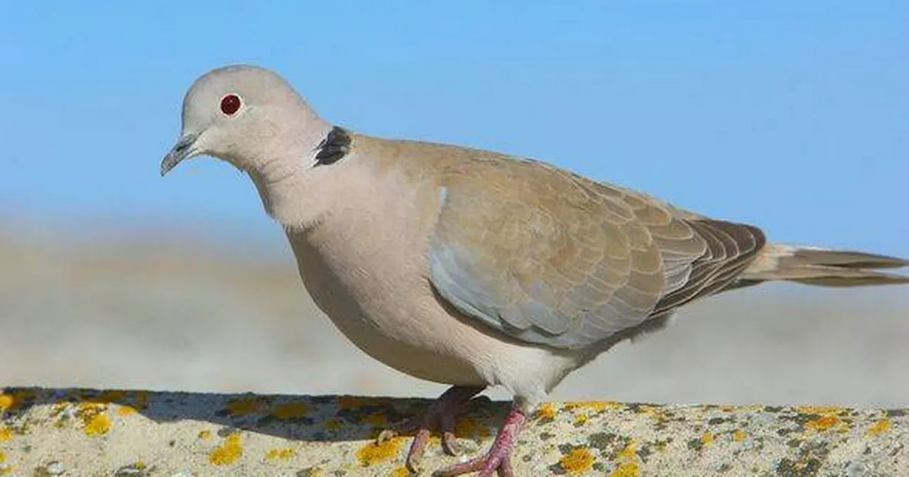 UK Gardeners Cautioned Against Disturbing Doves During Breeding Season