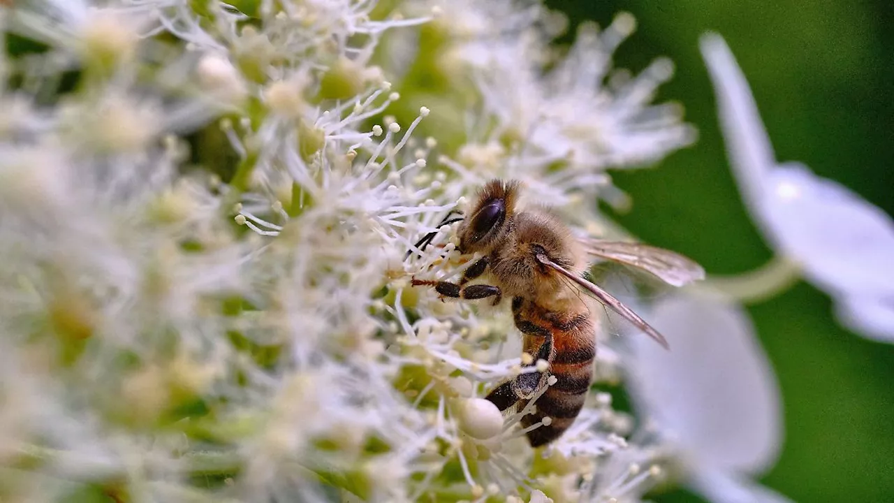 Niedersachsen entschädigt Landwirte für Insekten-Schutz auch außerhalb geschützter Gebiete