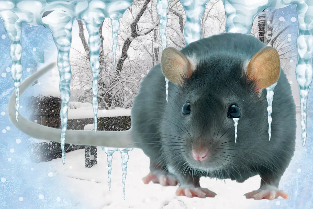 Arctic Blast Freezes Out NYC's Rat Population