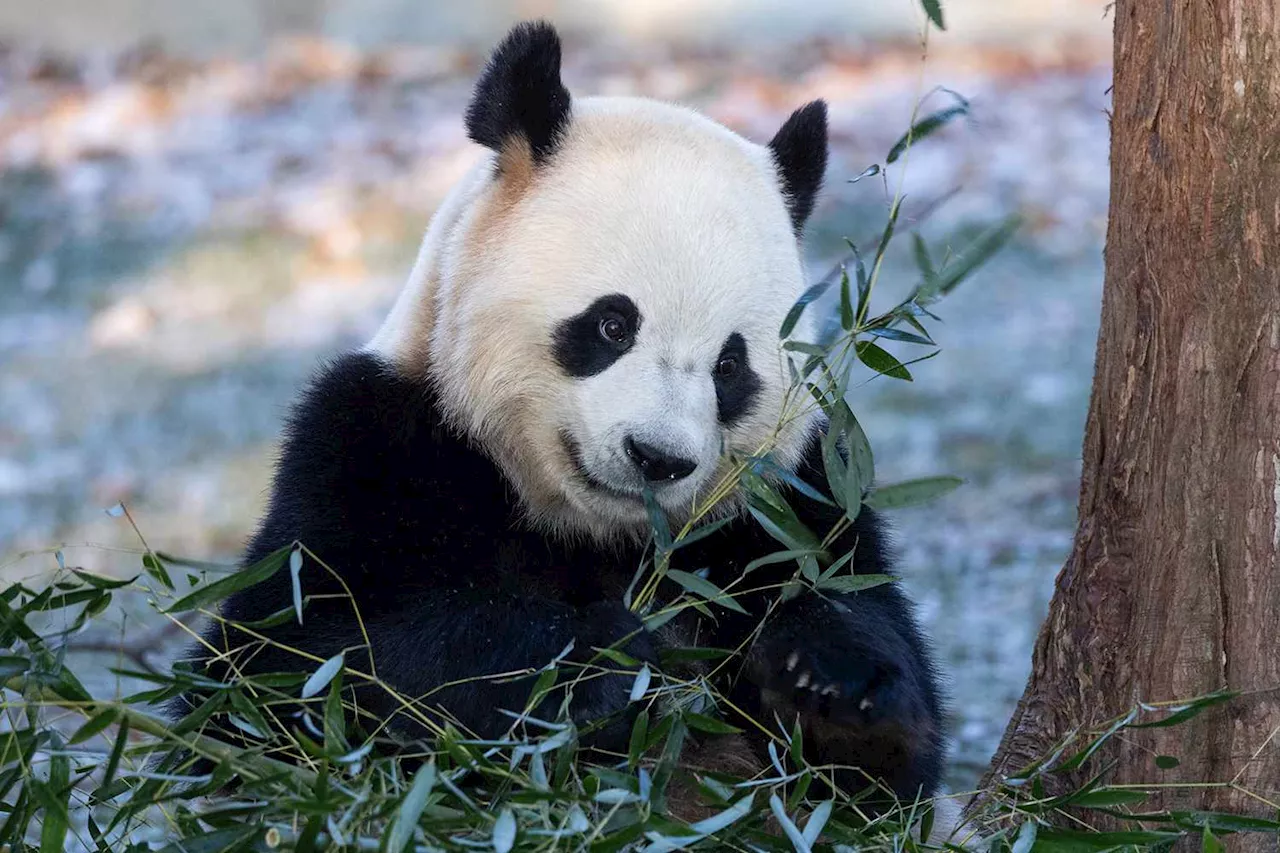 Pandas Make Their Official Return to the National Zoo — and You Don't Have to Go to D.C. to See Them