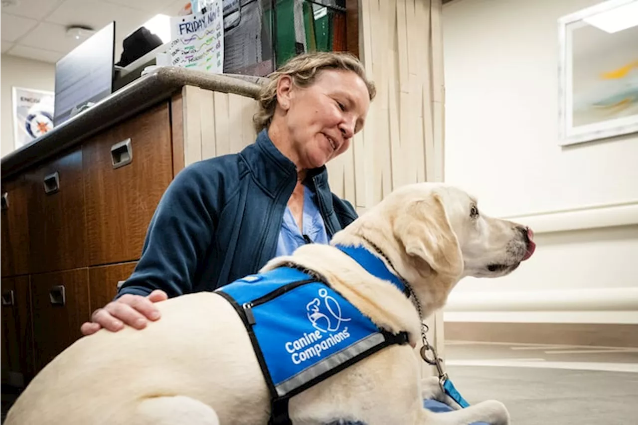 Labradors Lend Pawsitive Support to Health Care Workers Facing Mental Health Crisis