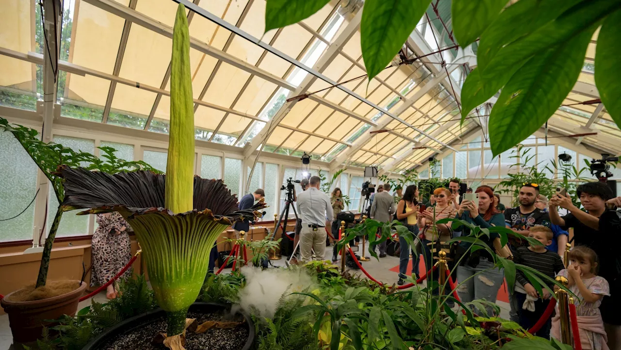 Rare Corpse Flower Blooms at Brooklyn Botanic Garden