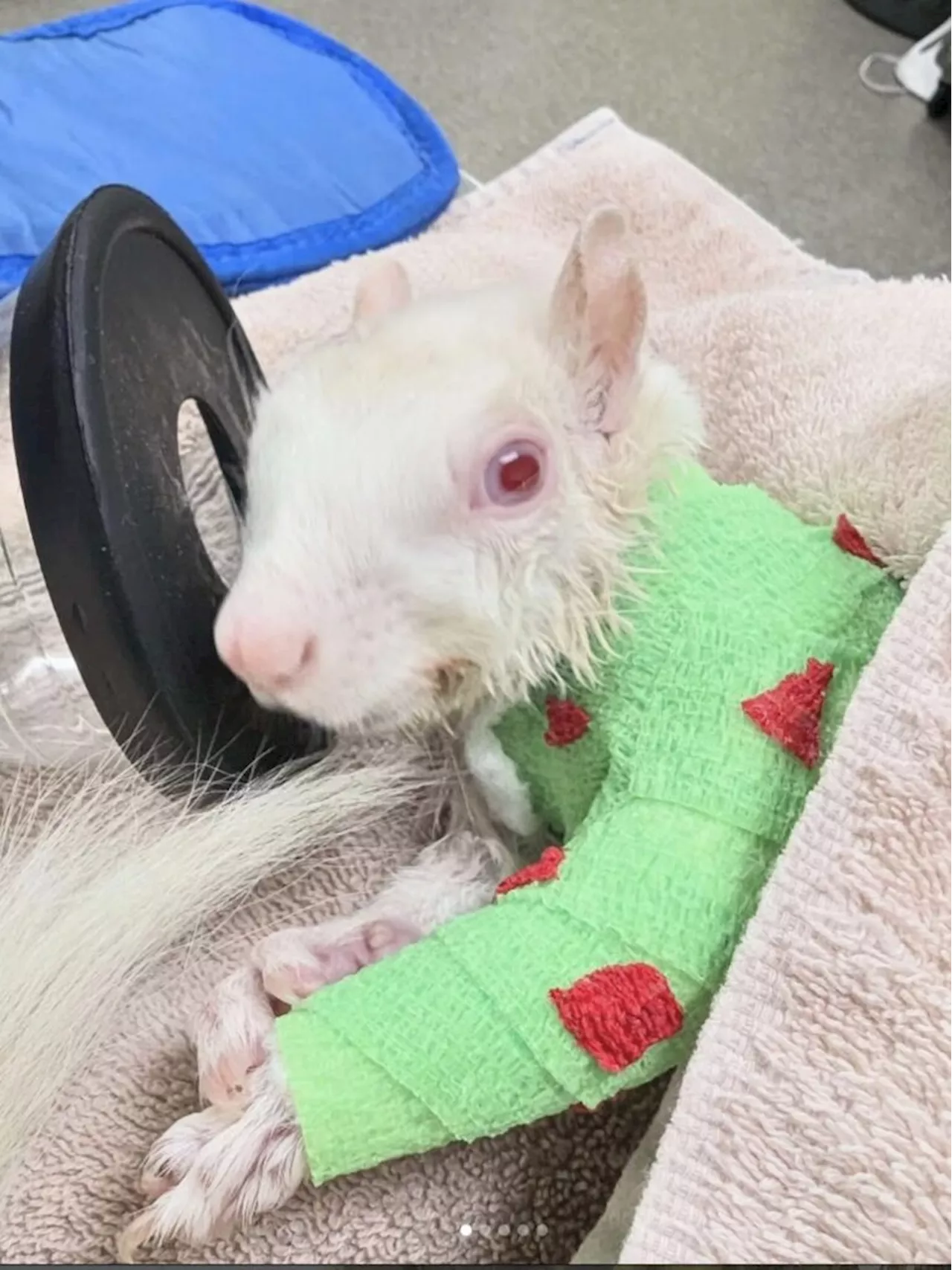 Albinosquirrel Makes Amazing Progress After Severe Injuries