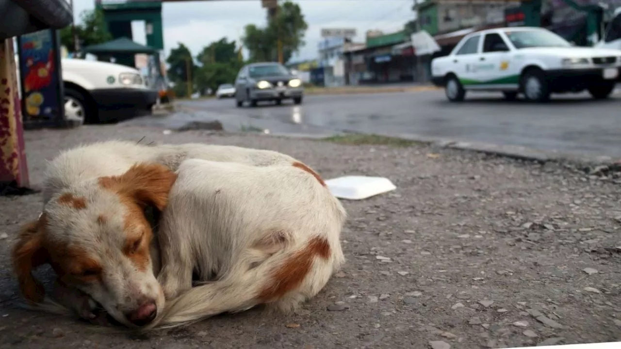 SCJN declara constitucionales los delitos de maltrato animal en CDMX