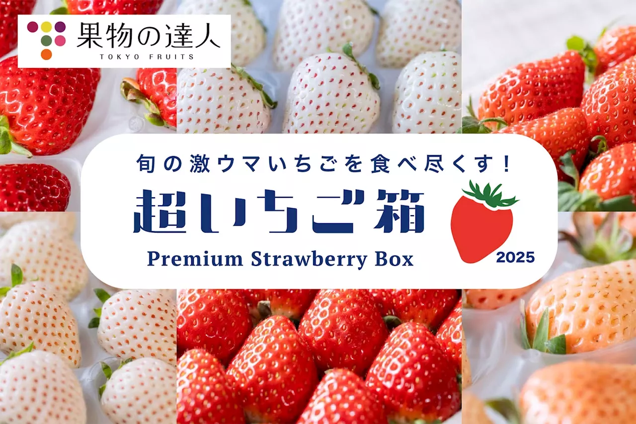 超いちご箱：イチゴ戦国時代を味わう！最大12種食べ比べセットが2025年1月23日より発売