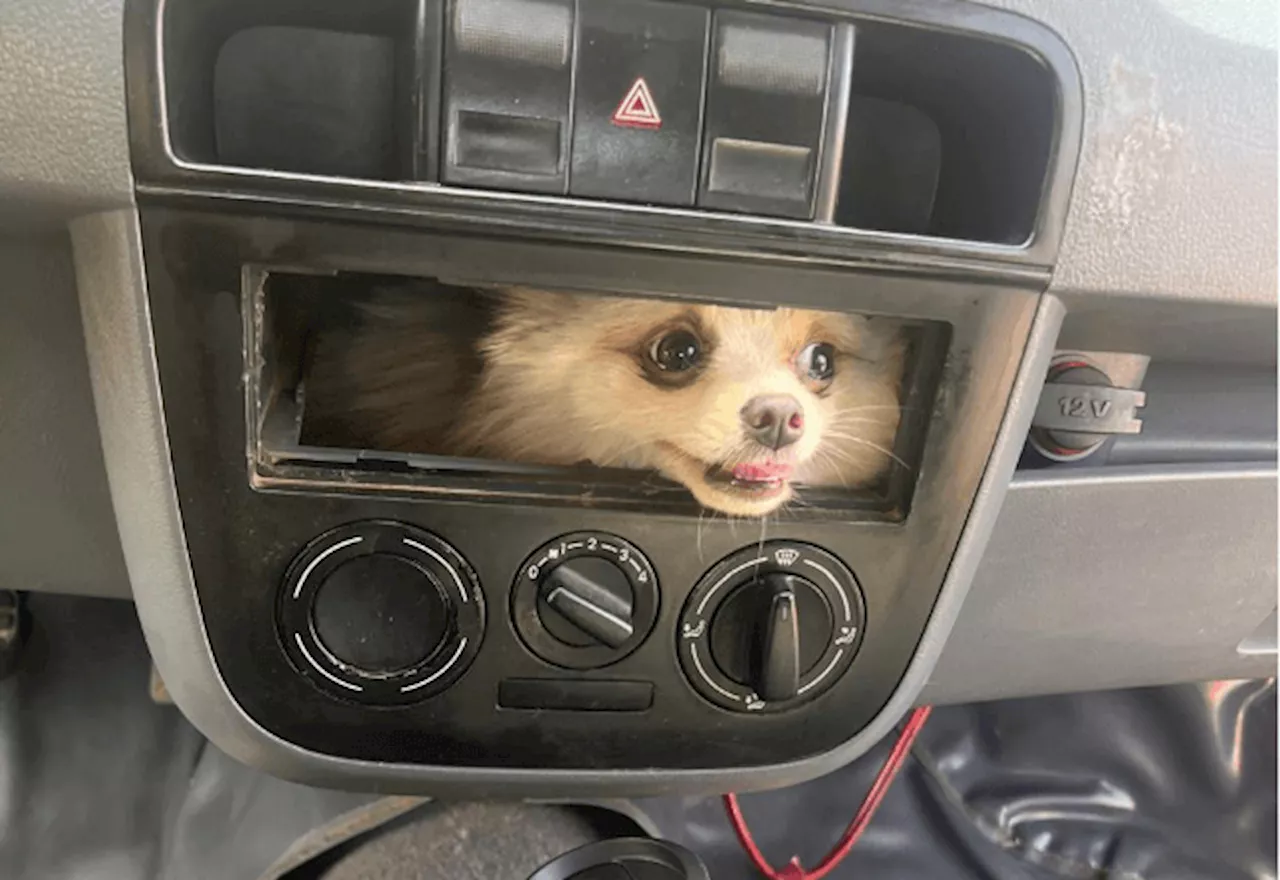 Cachorrinha fica presa no painel do carro e precisa de resgate do Corpo de Bombeiros