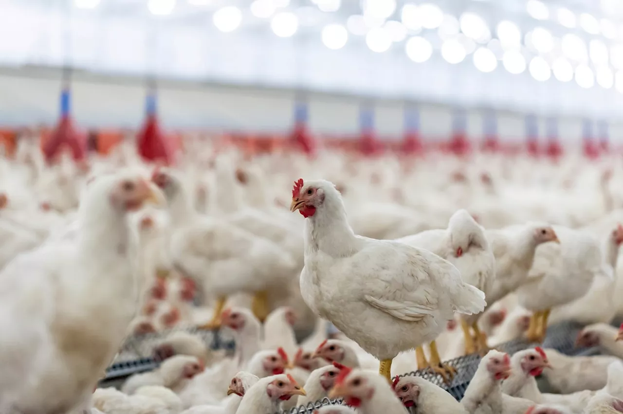 H5N1 Avian Influenza Continues to Spread in the US