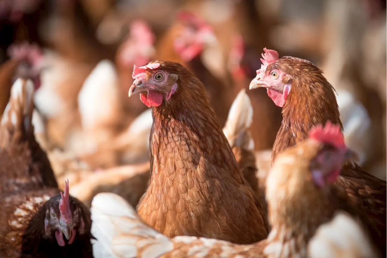 Major Bird Flu outbreak sees major cull of laying hens at farm near Wem